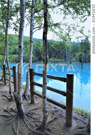 Biei Shirogane Blue Pond (Biei Town, Hokkaido) Biei Shirogane Blue Pond (Biei Town, Hokkaido) 81441650