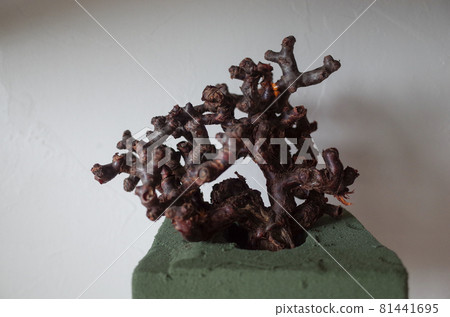 Rooting management of pelargonium mirabile (hydroponics) 81441695