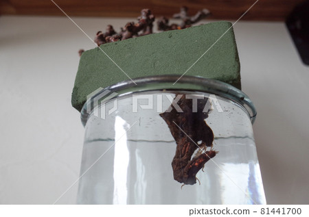 Rooting management of pelargonium mirabile (hydroponics) 81441700