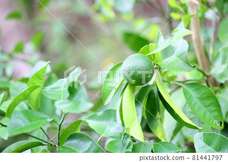 Mandarin orange fruit Mandarin orange fruit 81441797