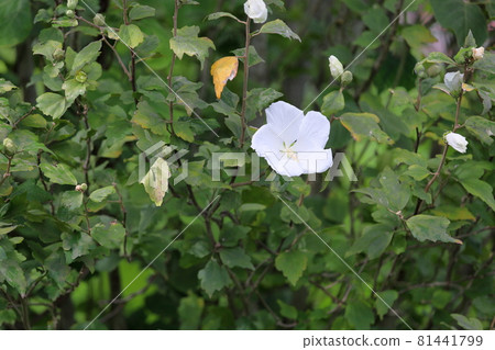 Fuyo flowers Fuyo flowers 81441799