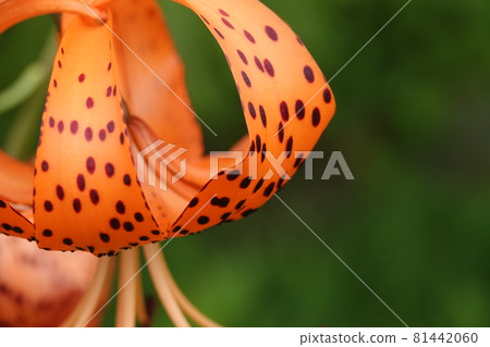 虎百合花瓣 虎百合花瓣 81442060