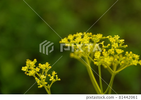 七種秋季藥草的 Ominaeshi 花 七種秋季藥草的 Ominaeshi 花 81442061