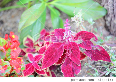 Corius Flower Corius Flower 81442133