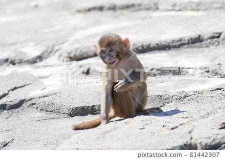 一隻猴子 一隻猴子 81442307