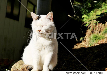 A very dazzling cat in the sun, calico white, autumn day A very dazzling cat in the sun, calico white, autumn day 81442806