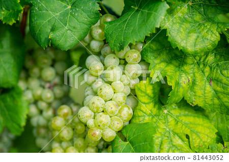 Grape fruit for white wine Grape fruit for white wine 81443052
