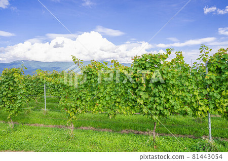 白葡萄酒的葡萄園 白葡萄酒的葡萄園 81443054