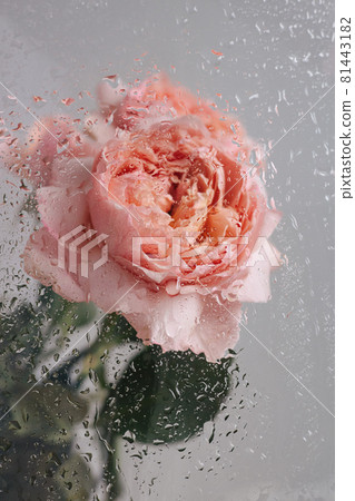 Pink rose in vase on wood table on gray wall background near glass window with rain side view 81443182