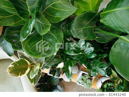 Ficus lyrata, potted ficus. Plant collection.Beautiful fiddle-leaf, fig tree plant with big green leaves. Stylish modern floral home decor in minimal style Ficus lyrata, potted ficus. Plant collection.Beautiful fiddle-leaf, fig tree plant with big green leaves. Stylish modern floral home decor in minimal style 81443240