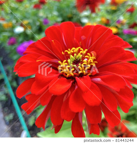Beautiful red flower close-up 81443244