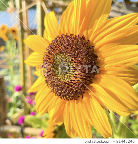 Close-up of sunflowers in full bloom 81443246