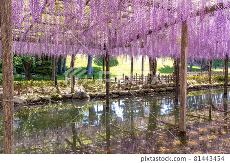 Fuji shelf of Tennogawa Park in Tsushima City, Aichi Prefecture Fuji shelf of Tennogawa Park in Tsushima City, Aichi Prefecture 81443454
