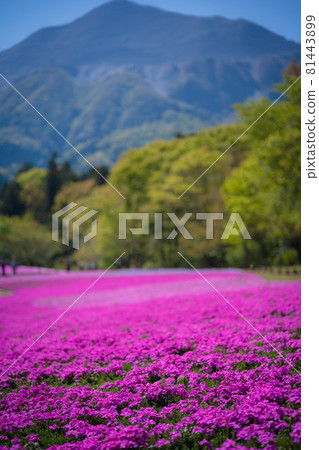 埼玉羊山公園的苔蘚福祿考 81443899