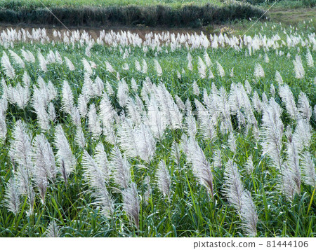 Okinawa winter sugar cane field scenery 2 Okinawa winter sugar cane field scenery 2 81444106