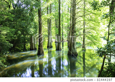 Fantastic Ochihamatsu no Mori（福岡縣春谷區笹栗町笹栗九代之森） 81444197