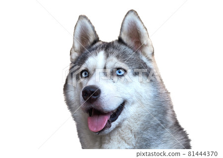 Portrait of a dog with blue eyes isolated on white background 81444370