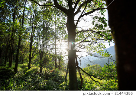Beautiful scene misty forest with sun rays through the tree leaves,lens flare. Beautiful scene misty forest with sun rays through the tree leaves,lens flare. 81444396