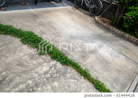 Garden 81444426