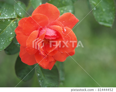 滴在紅玫瑰上 81444452