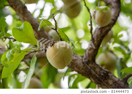 Plum fruit that has begun to ripen 81444473
