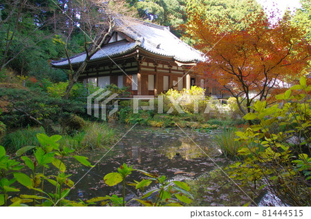 Gansenji Main Hall and Aji Pond (Kizugawa City, Kyoto Prefecture) 81444515