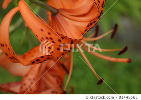 Tiger lily flowers blooming in summer 81445563