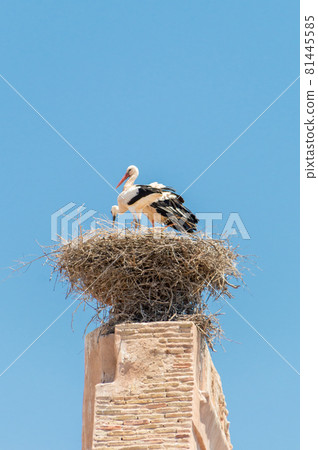 Nests platform with two white storks. 81445585