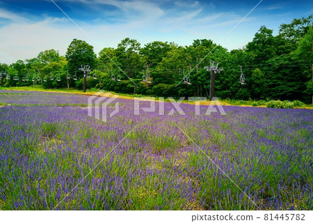 Lavender in full bloom Lavender in full bloom 81445782
