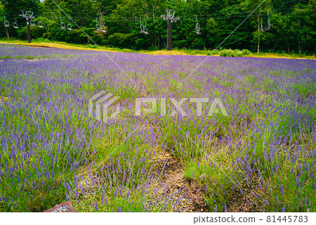 Lavender in full bloom Lavender in full bloom 81445783