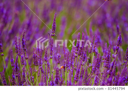 Lavender in full bloom Lavender in full bloom 81445794