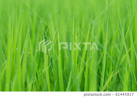 Rice field with shining morning dew (July) 81445917