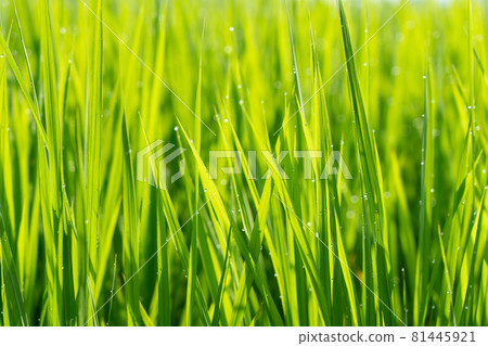 Rice field with shining morning dew (July) 81445921