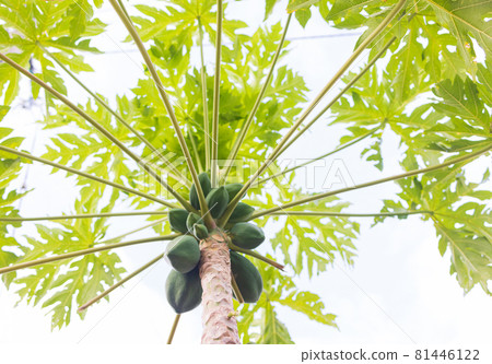 Papaya tree Papaya tree 81446122