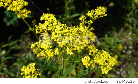 奧米娜的花 81446129