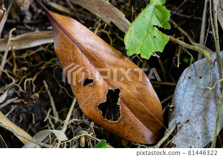 Fallen leaves with holes 81446322