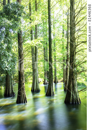 Fantastic Ochihamatsu no Mori (Sasaguri Kyudai no Mori, Sasaguri Town, Kasuya District, Fukuoka Prefecture) 81446368