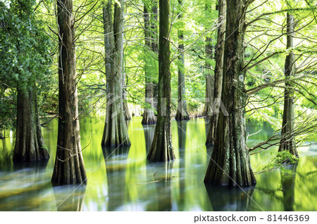 Fantastic Ochihamatsu no Mori (Sasaguri Kyudai no Mori, Sasaguri Town, Kasuya District, Fukuoka Prefecture) 81446369