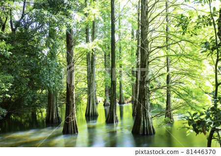 Fantastic Ochihamatsu no Mori (Sasaguri Kyudai no Mori, Sasaguri Town, Kasuya District, Fukuoka Prefecture) 81446370