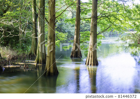 Fantastic Ochihamatsu no Mori（福岡縣春谷區笹栗町笹栗九代之森） 81446372