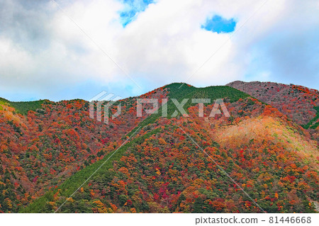 Autumn Okuoi, a colorful mountain-Kawanehon Town, Shizuoka Prefecture 81446668