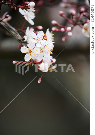 Benibasmomo flowers Benibasmomo flowers 81446875