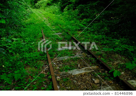 Abandoned line in the forest 81446896