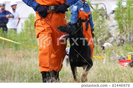 救援犬依偎在訓練員身邊（2011年兵庫縣廣域防災中心） 81446978