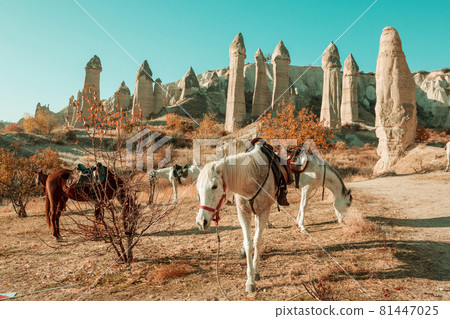 Horse in Cappadocia Horse in Cappadocia 81447025