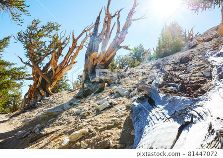Ancient tree Ancient tree 81447072