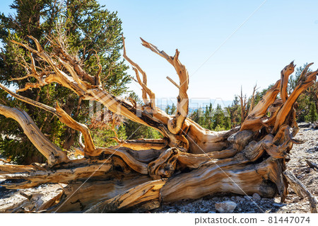 Ancient tree 81447074