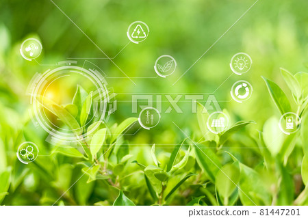Energy power electric environment from nature concept, wet green leaves nature background. 81447201