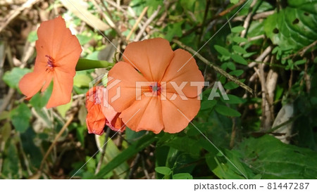 人參(Fusidium ginseng) 人參(Fusidium ginseng) 81447287