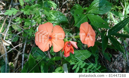 人參(Fusidium ginseng) 人參(Fusidium ginseng) 81447288